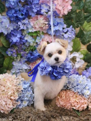 20250617だんごくん